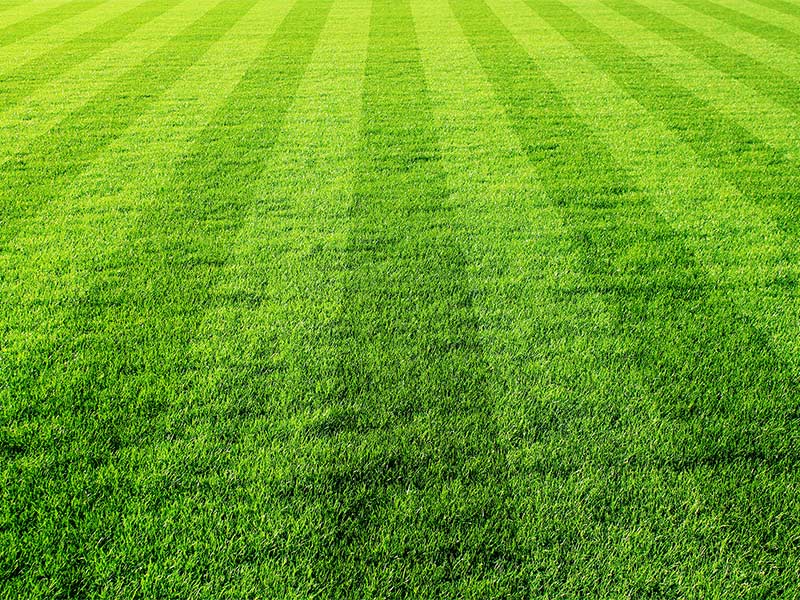 Photo of a freshly mowed sports field