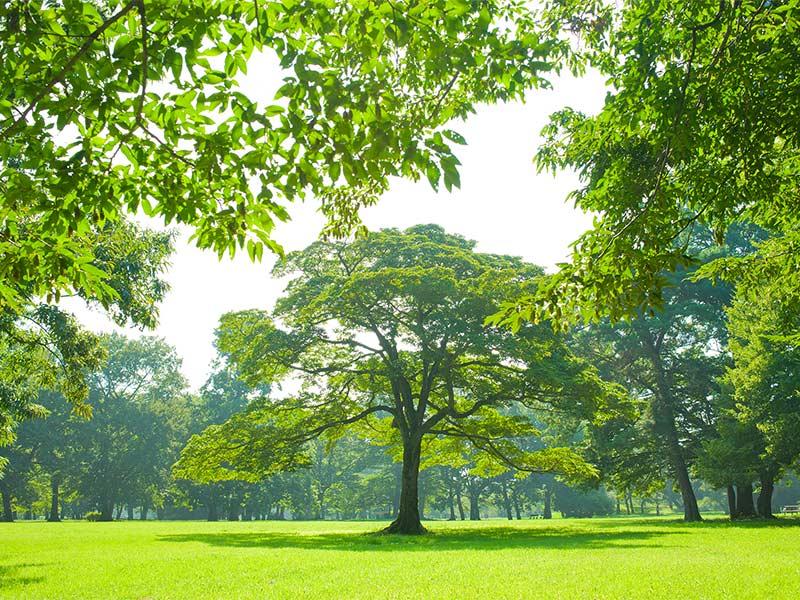 Photo of a beautifully tended field with trees and grass